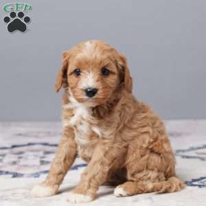 Duke, Cavapoo Puppy